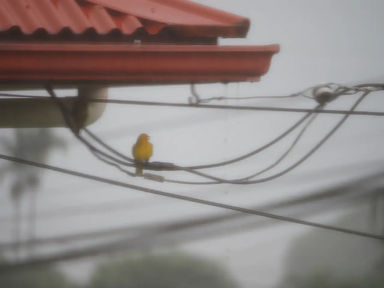 軒下の電線にとまるsaffron finch