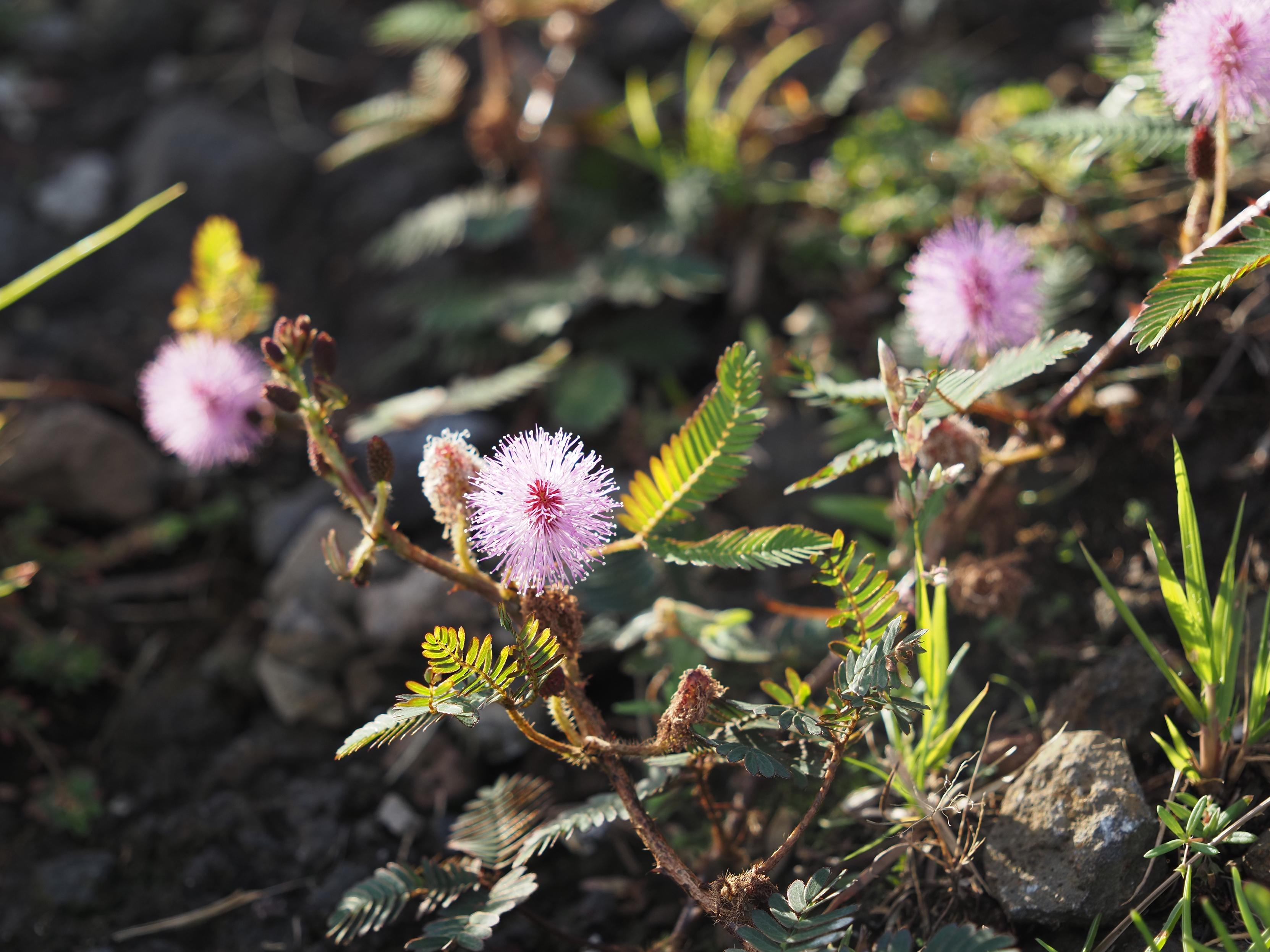 ピンク色の細かい毛が球形になっている花の咲いている草