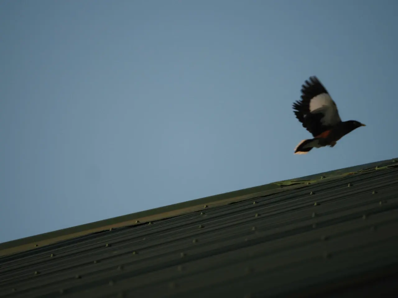 屋根の斜面に沿って飛び上がるマイナバードの写真。ピンボケ