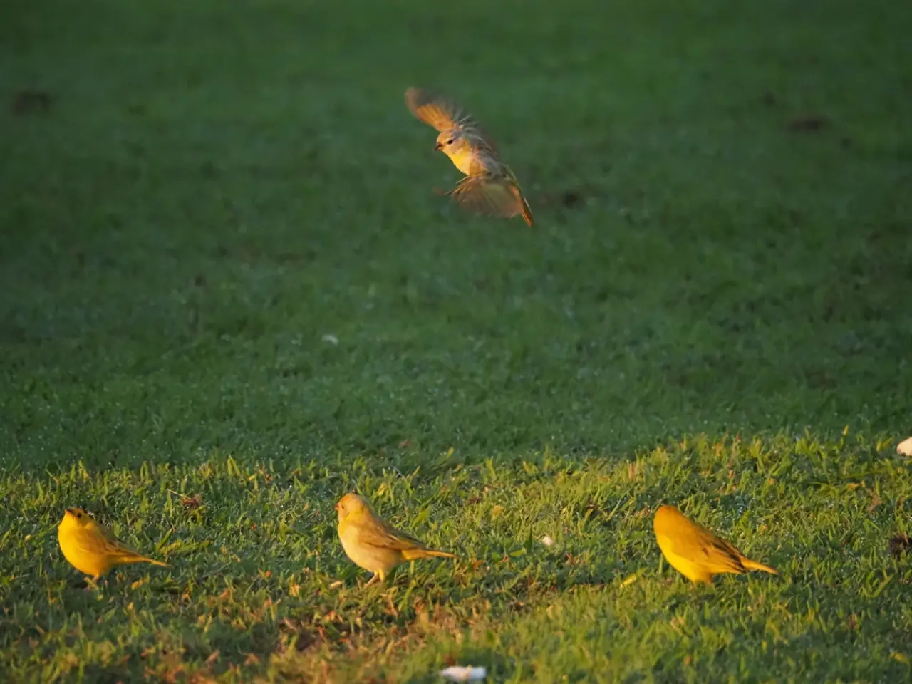3羽のsaffron finchの上を飛び回るチョウショウバトの写真