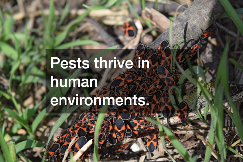 Pests thrive in human environments.