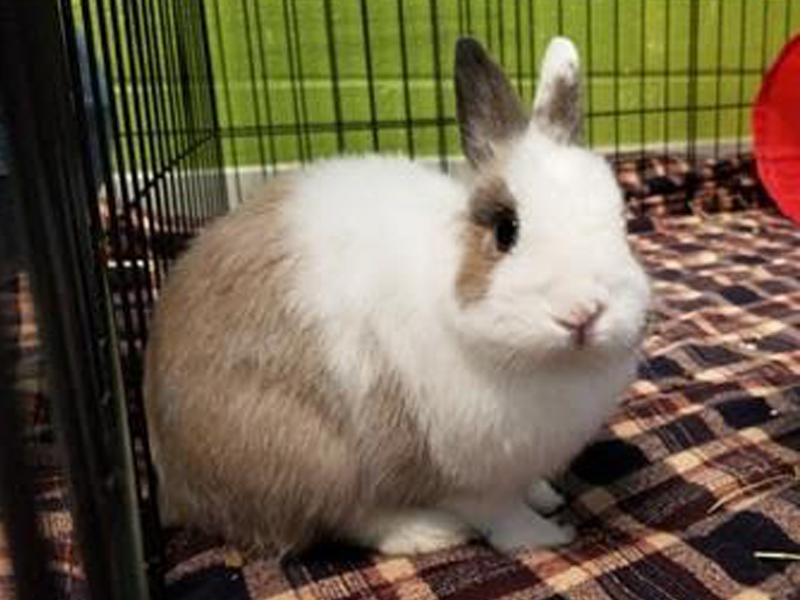 The New Classical FM Pet of the Week Buttons the 3yearold dwarf