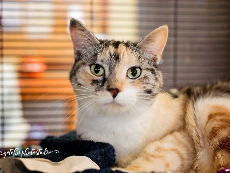 Pet of the Week Peaches The New Classical FM