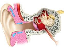 What Causes Constant Ringing In Your Ears What Causes Constant Ringing In Your Ears
