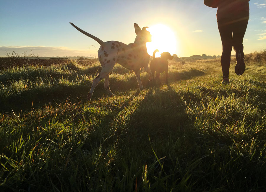 A woman runs through a field with two dogs with the sun rising on the horizon.