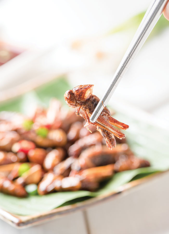 Fried grasshopper between two chopsticks.