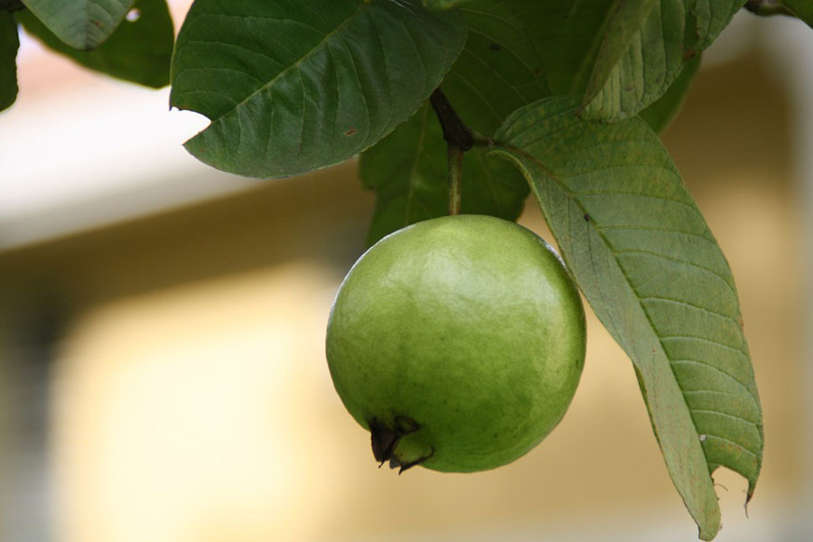A guava fruit hanging on the tree.