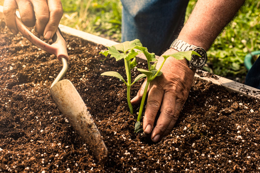Community Garden
