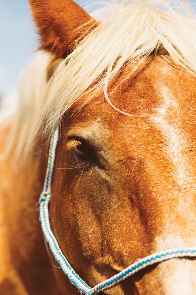 Yukon horseback riding