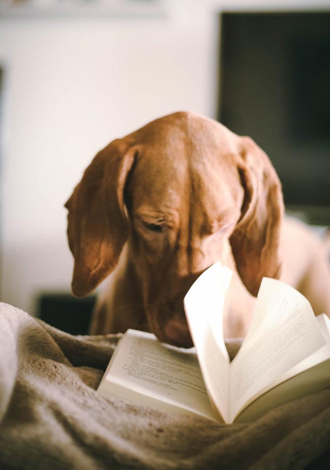 A dog reading a book