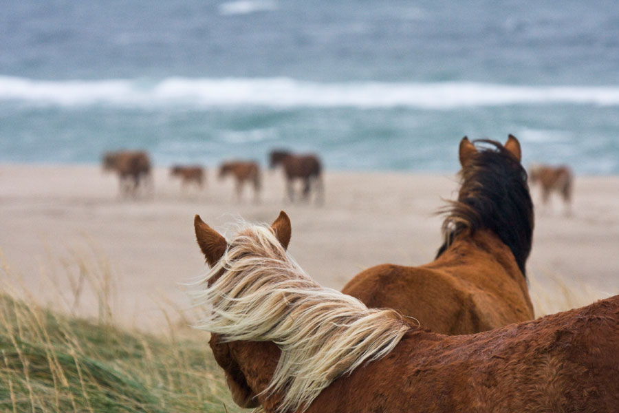 Sable Island