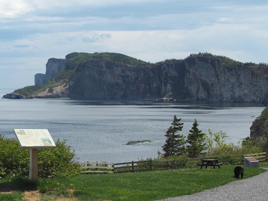 View of the cliffs where land meats ocean at Cap Bon Ami in Forillon National Park.