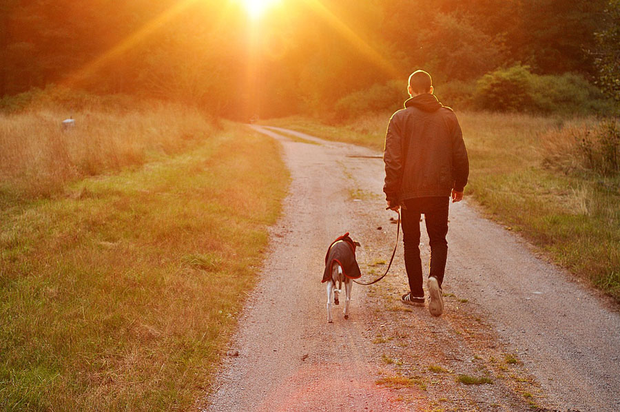 Medical Marijuana for Dogs