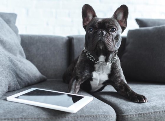 Can Old Dogs Learn New Apps? iPad Games Can Keep Your Dog Young