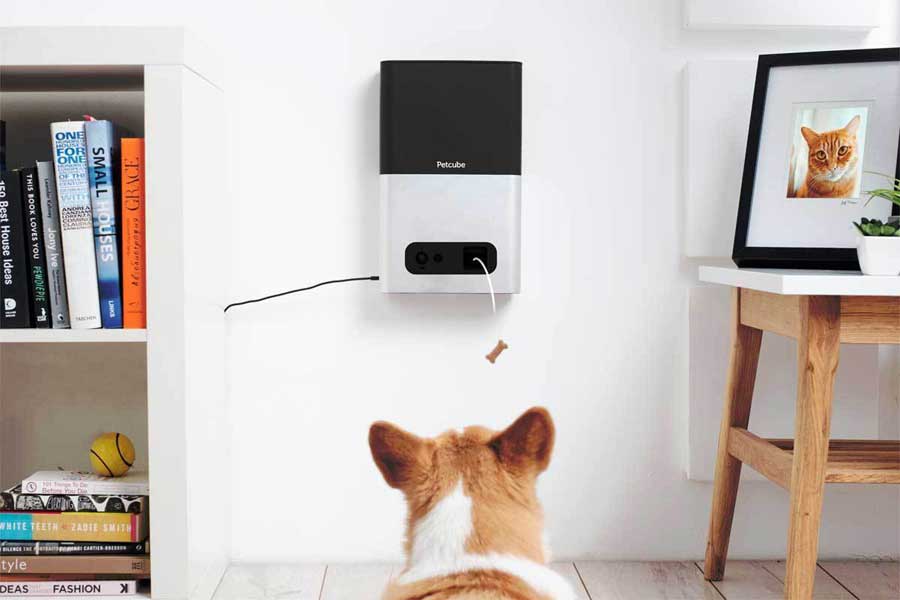 A dog facing a tablet like screen and treat dispenser mounted to the wall.