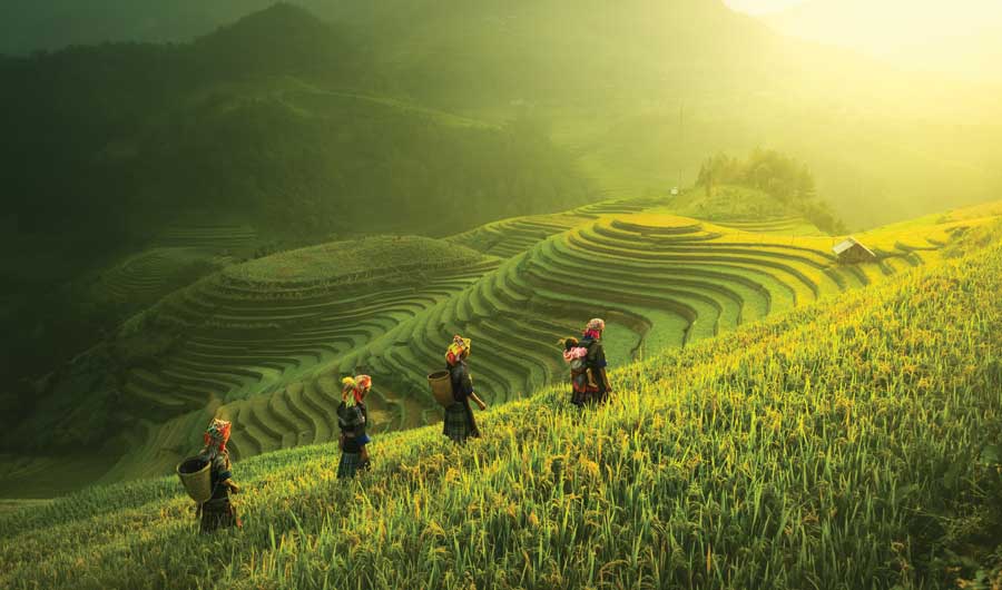Two people walking through a lush green field.