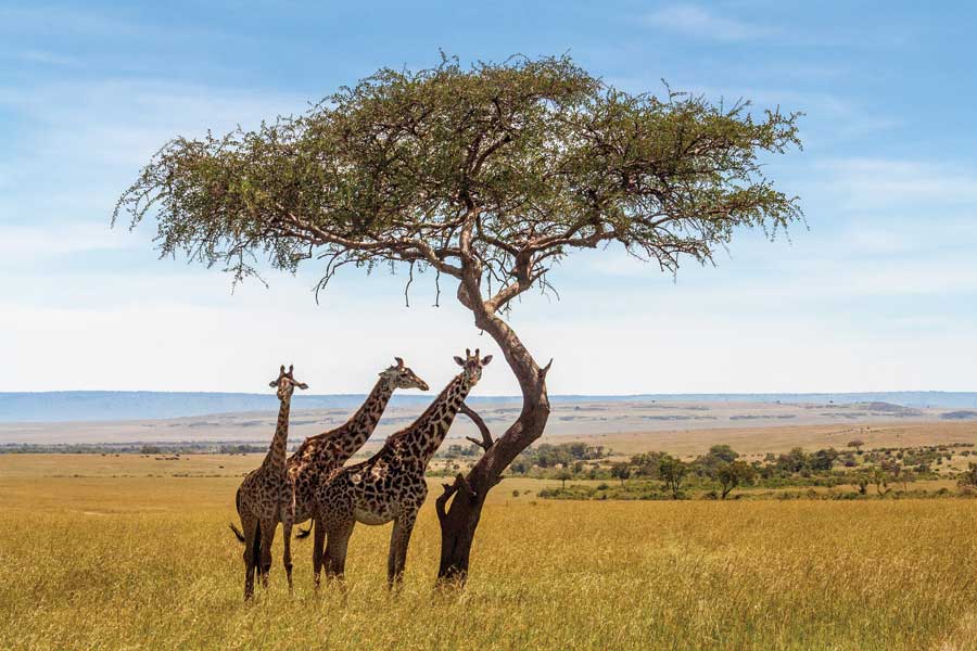 Three giraffe's standing by a tree in a field in South Africa.