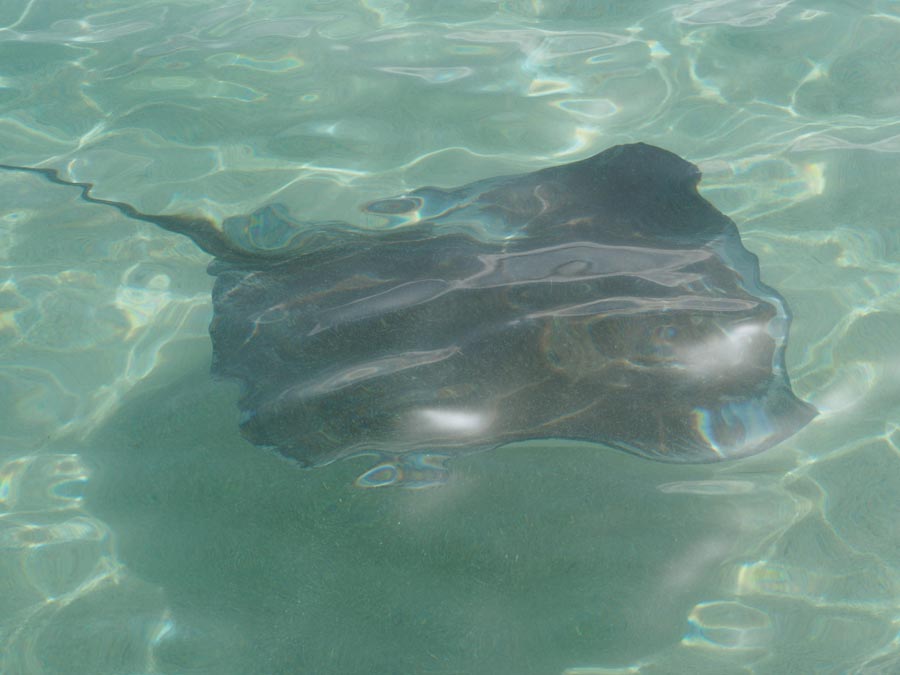 Southern stingrays are curious, docile creatures and can be found in the waters off Antigua. Observing them in their natural patterns is preferable to seeing them managed through “feeding.”