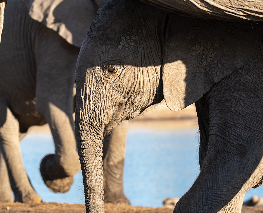 A baby elephant among a group.