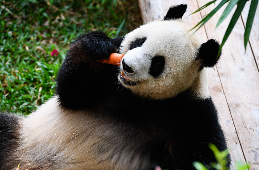 Giant panda Gong Gong