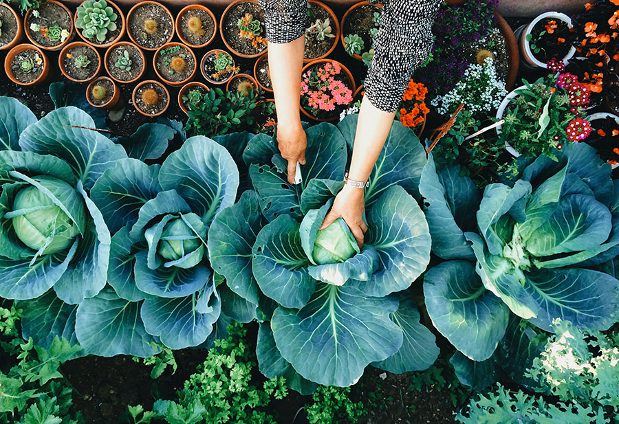 Gardening