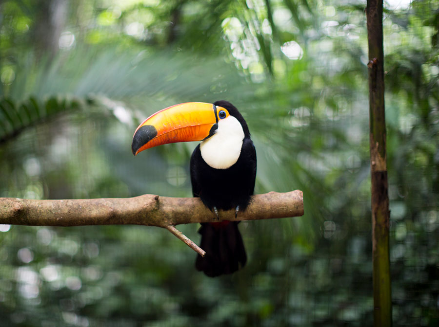 Toucan