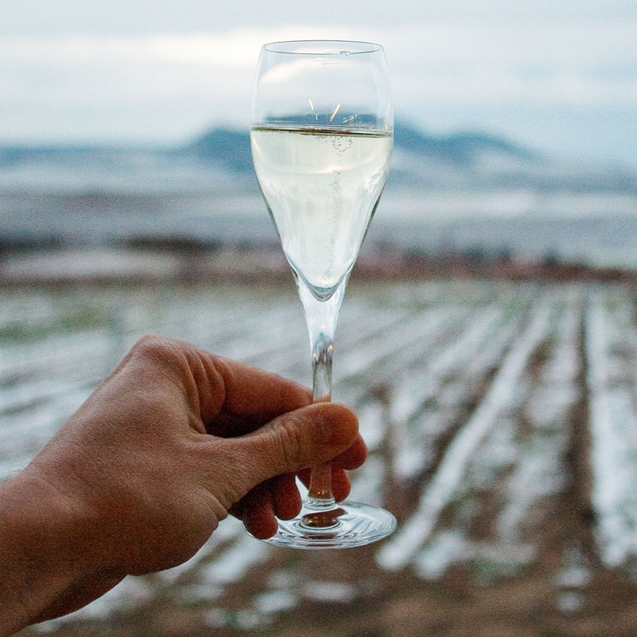 Man's hand holding a glass of ice wine up against a grape farm in the winter.