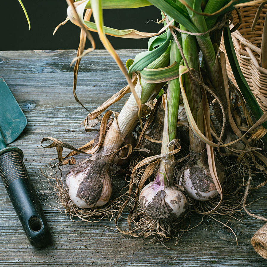 Garden Primer