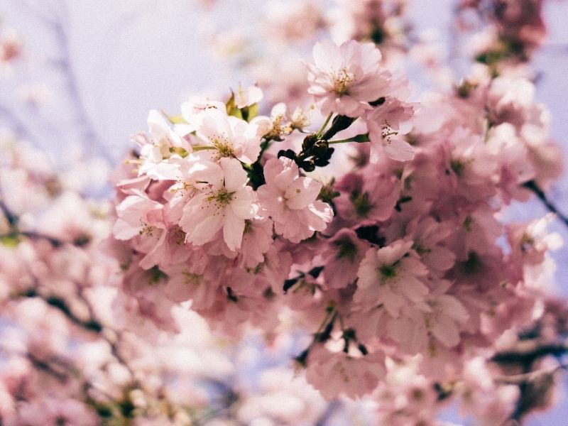 Steve Joniak from "Sakura in High Park" joins The Morning Zoom with Sam & Jane to discuss the High Park Cherry Blossoms - Vimarsana News