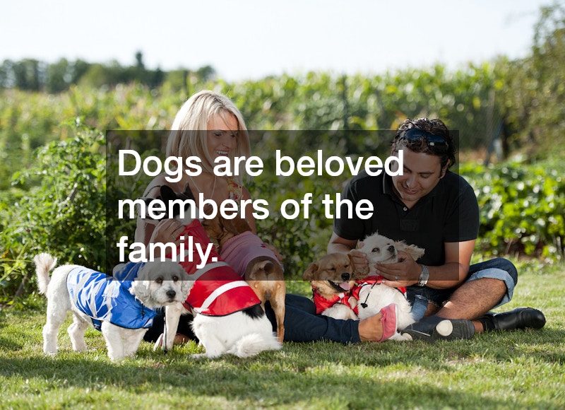 Dogs are beloved members of the family.