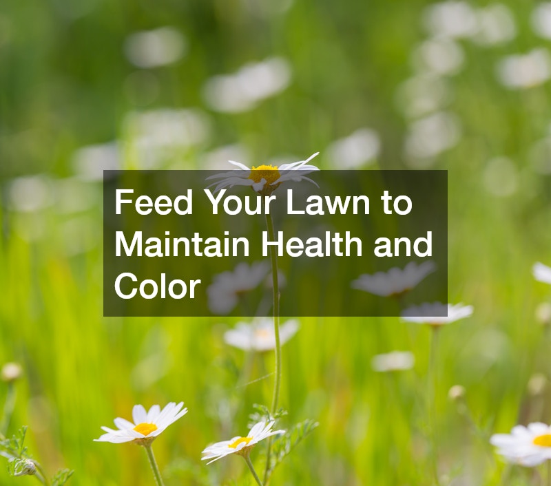 Feed Your Lawn to Maintain Health and Color