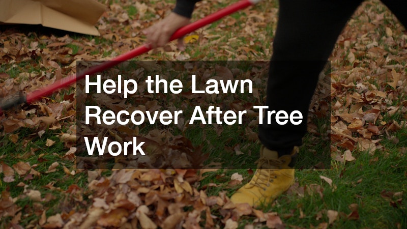 Help the Lawn Recover After Tree Work