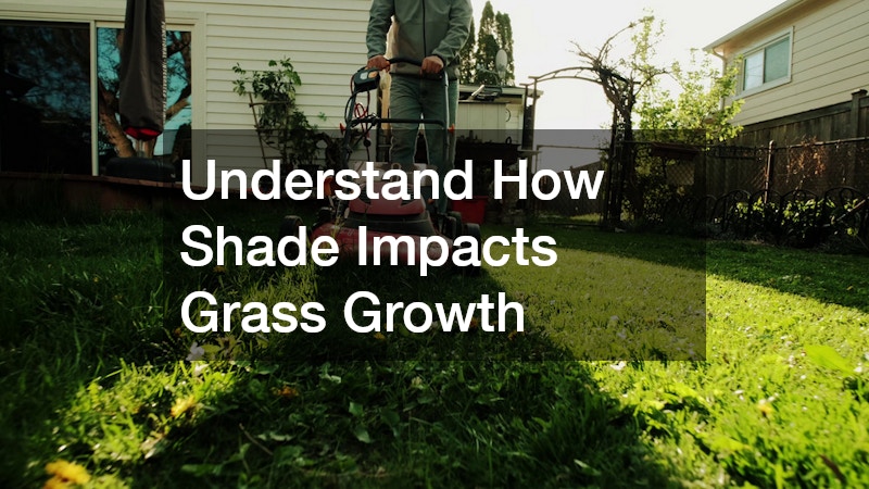 Understand How Shade Impacts Grass Growth