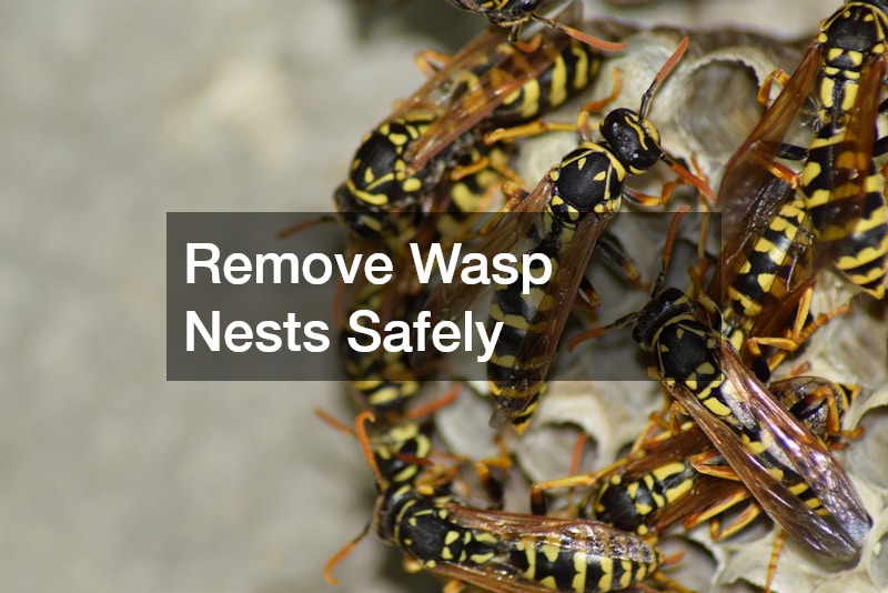 Remove Wasp Nests Safely