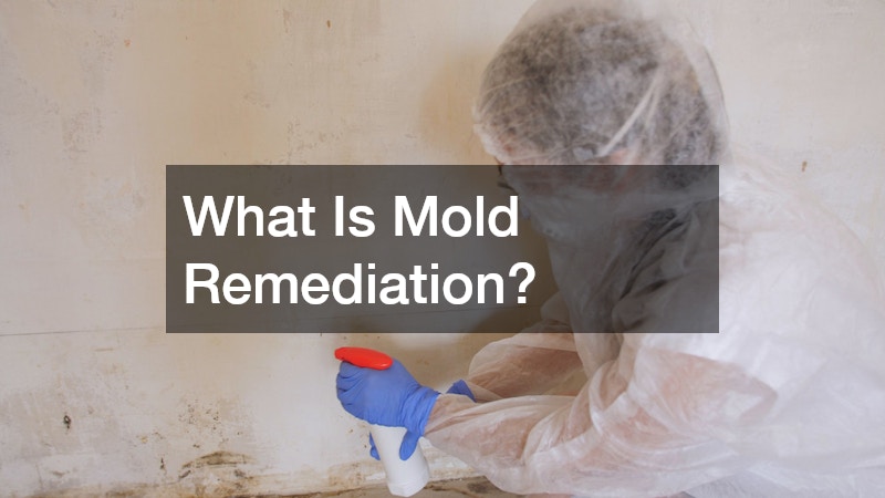 What Is Mold Remediation?