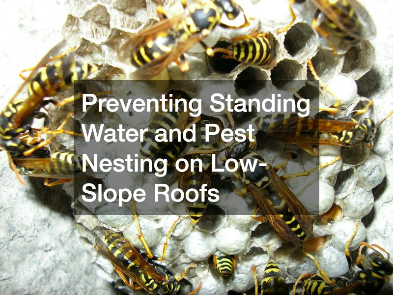 Preventing Standing Water and Pest Nesting on Low-Slope Roofs