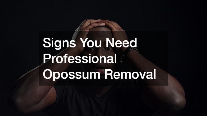 Signs You Need Professional Opossum Removal