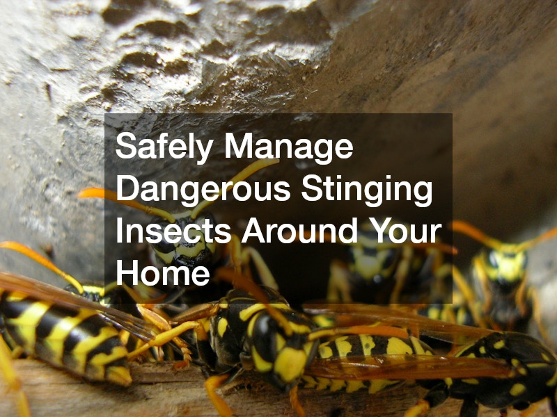 Safely Manage Dangerous Stinging Insects Around Your Home