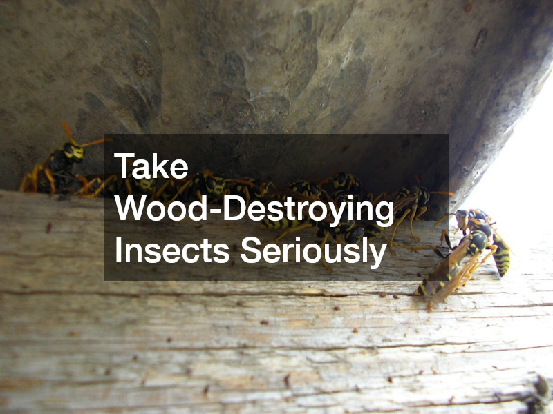 Take Wood-Destroying Insects Seriously