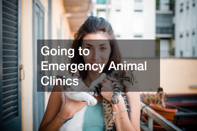 Going to Emergency Animal Clinics