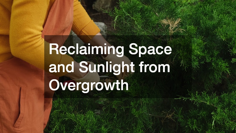 Reclaiming Space and Sunlight from Overgrowth