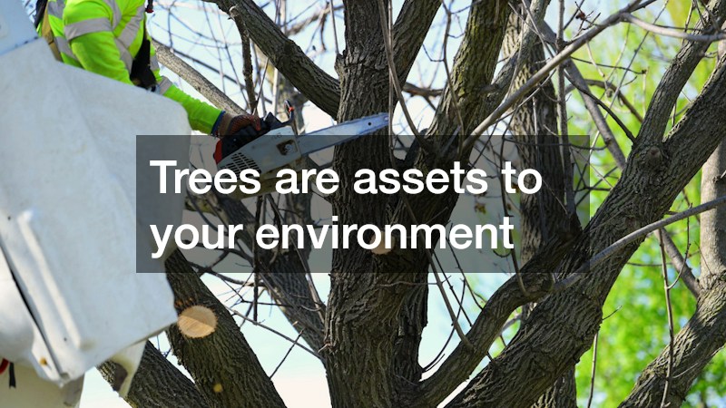 Trees are assets to your environment