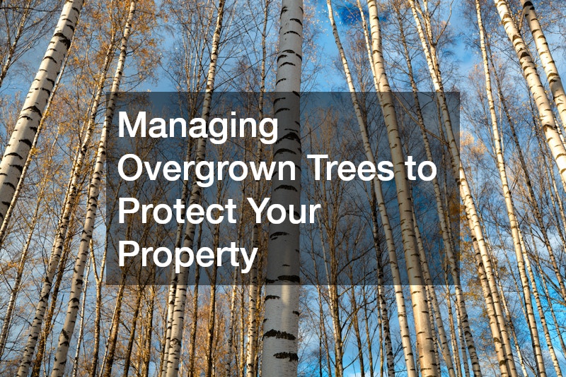 Managing Overgrown Trees to Protect Your Property
