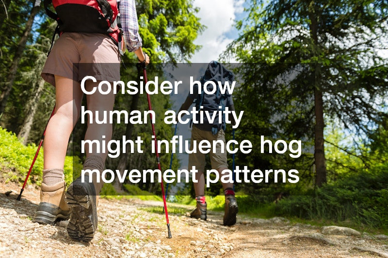 Consider how human activity might influence hog movement patterns