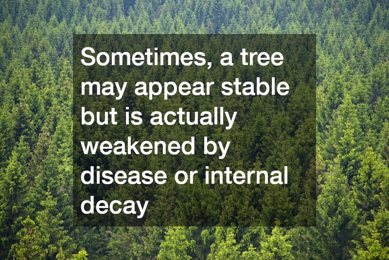 Sometimes, a tree may appear stable but is actually weakened by disease or internal decay