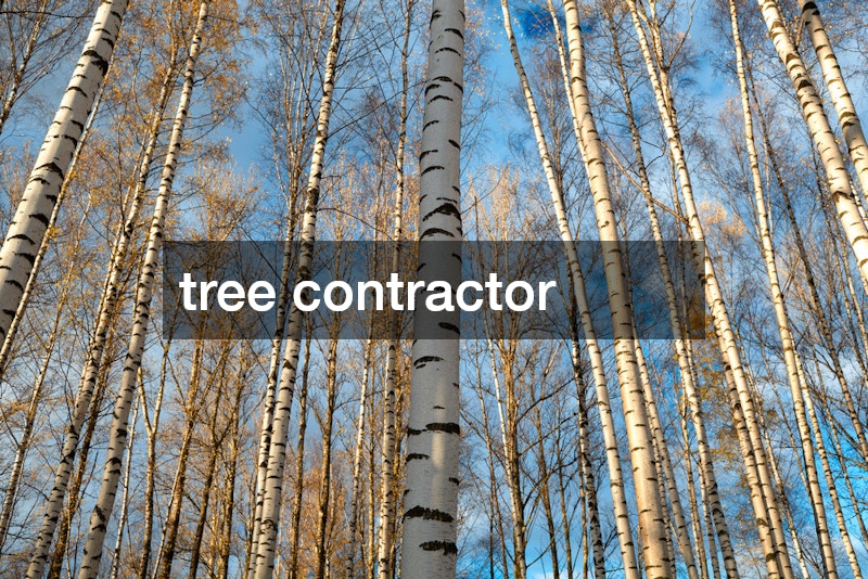 tree contractor