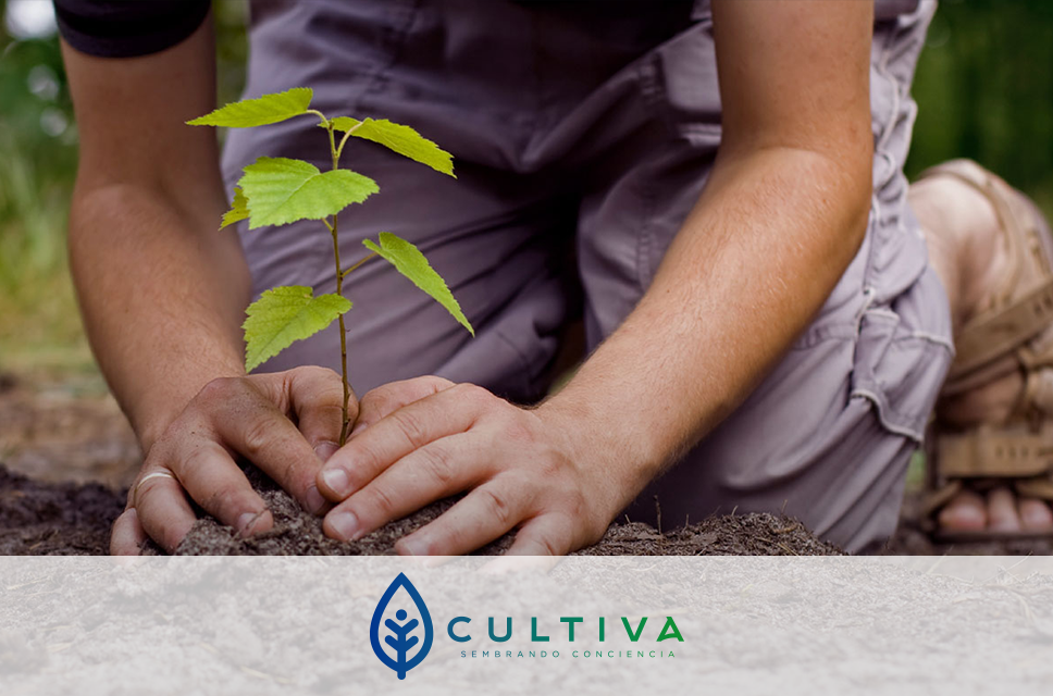 Corporación Cultiva - Reforestemos Chile Nativo Corporación Cultiva - Reforestemos Chile Nativo