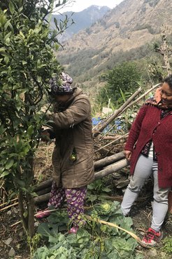 Two Nepali community members plant and prune orange trees