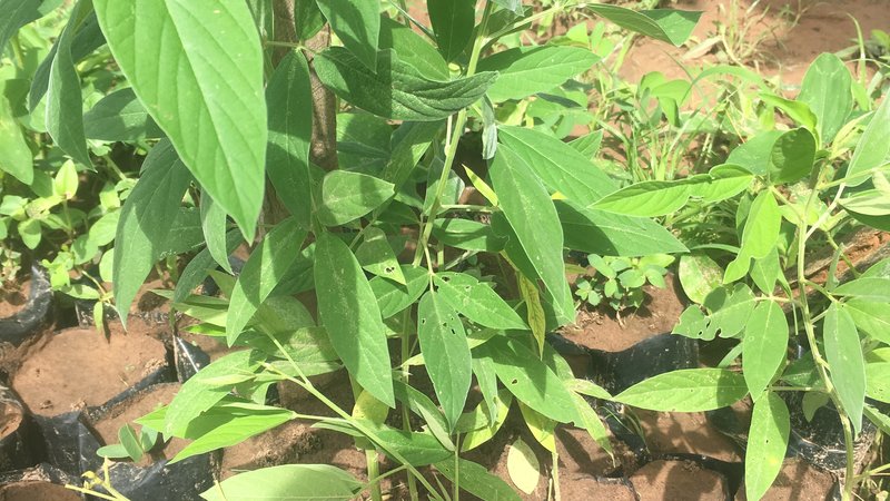 Tree Nursery