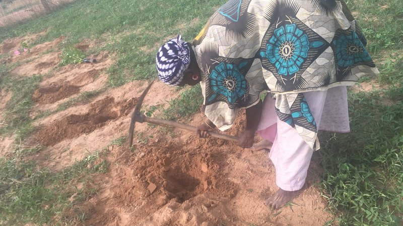 Outplanting Digging